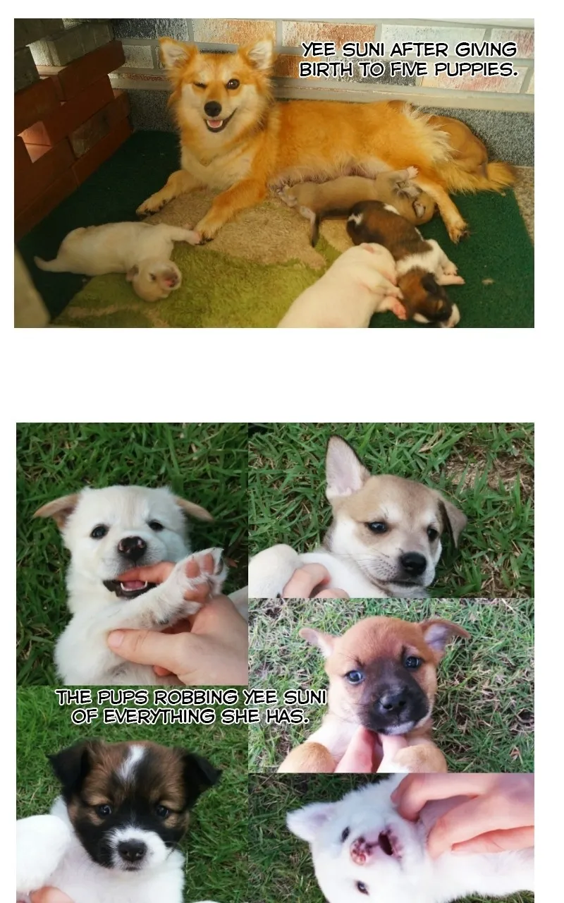 Read The Dog Diaries chapter 70 image 19 on Lezhin