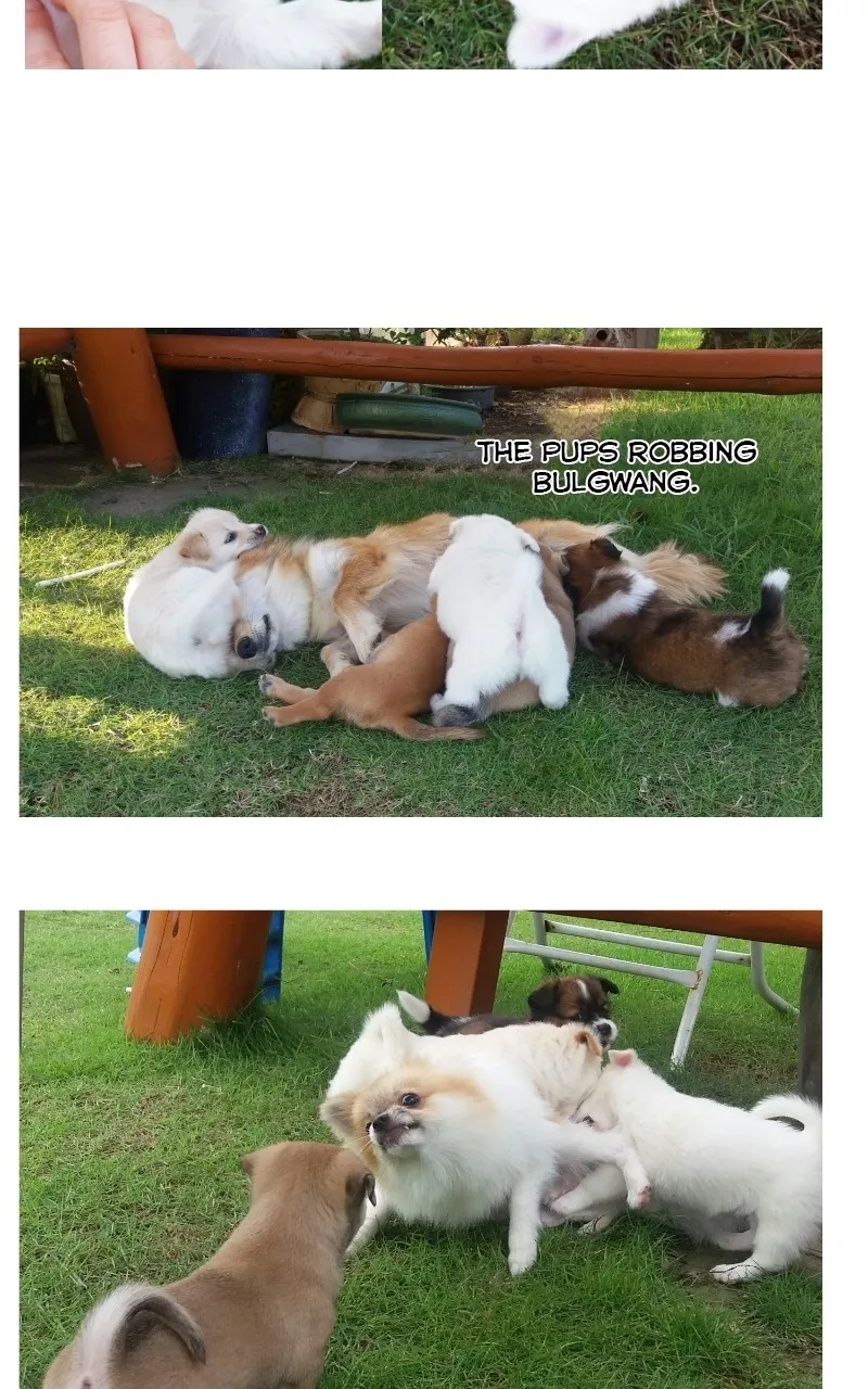 Read The Dog Diaries chapter 70 image 20 on Lezhin