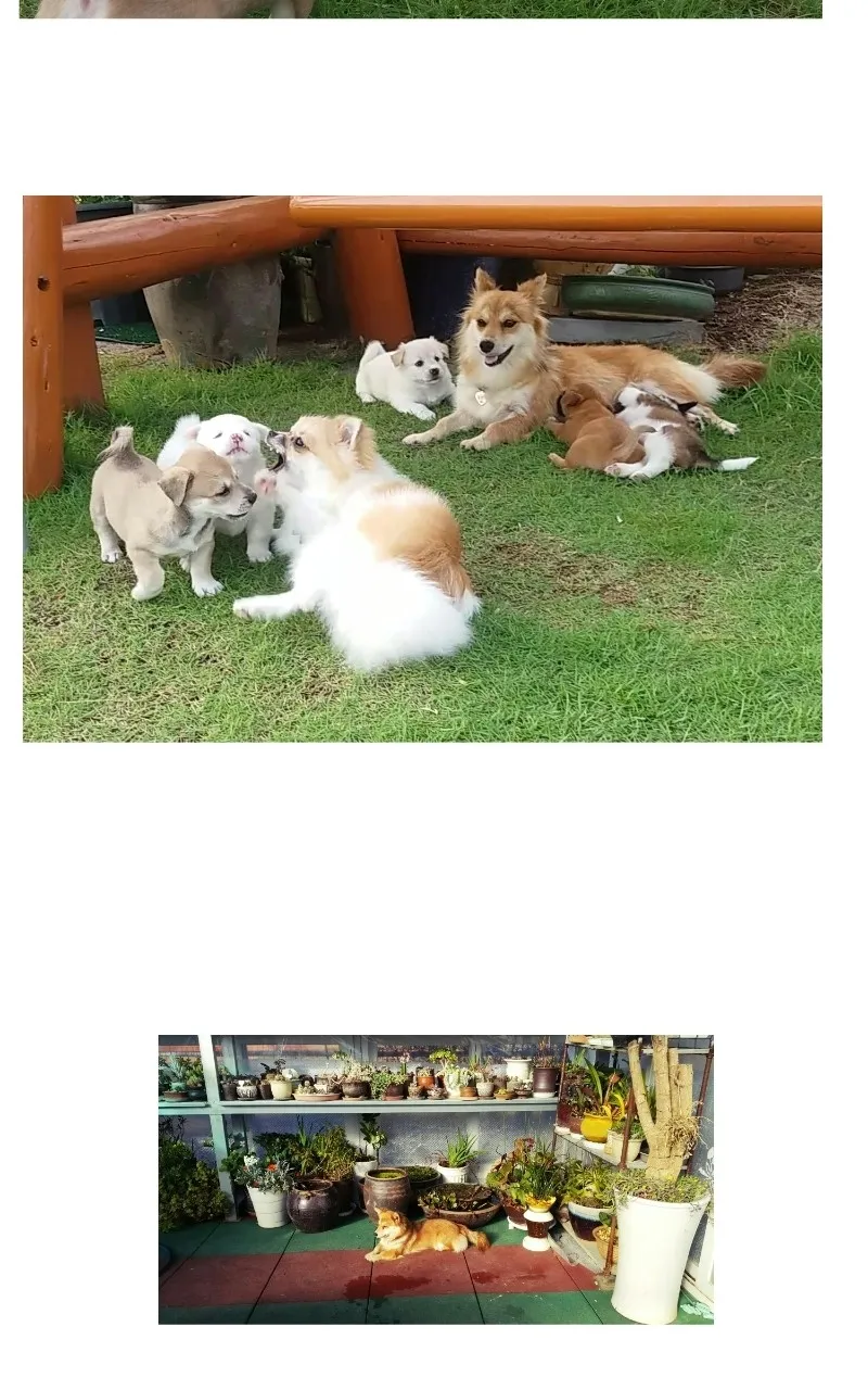Read The Dog Diaries chapter 70 image 21 on Lezhin