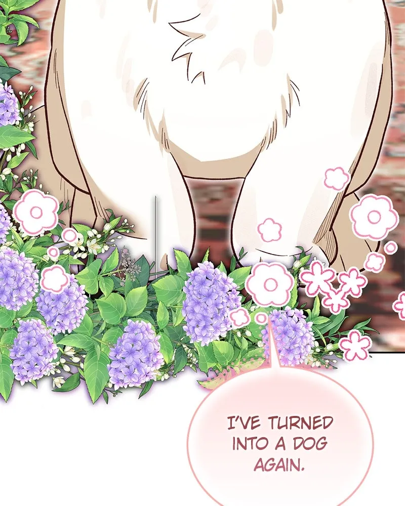 The Emperor's Puppy Chapter 39 page 141 - 