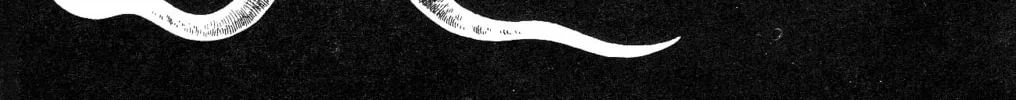 The Illusionary Island Chapter 2 page 2 - 