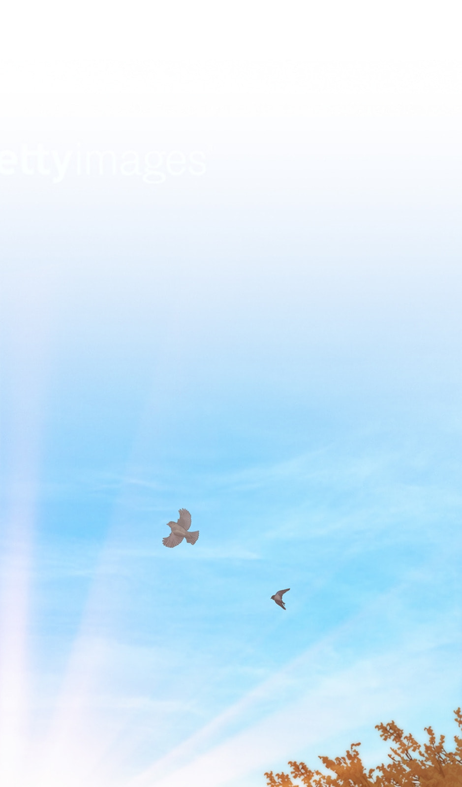 Read The Red Sleeve chapter 89 image 31 on Lezhin