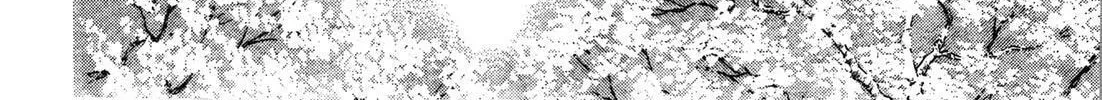 Read Urameshiya chapter 6 image 75 on Lezhin
