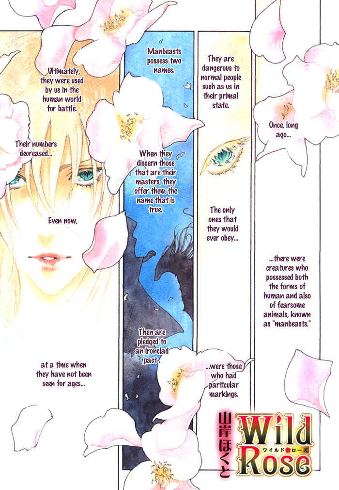 Read Wild Rose chapter 1 image 8 on Lezhin