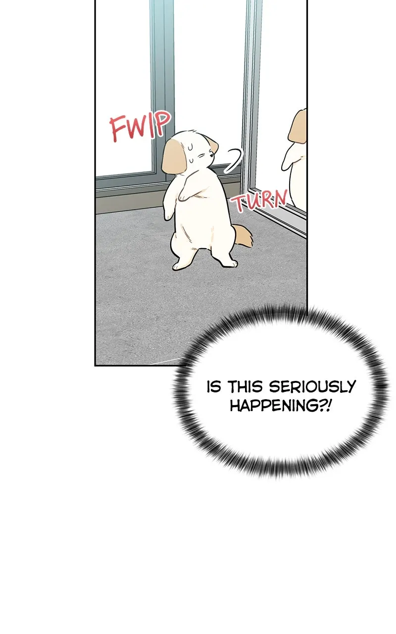 Read Woke Up as the CEO’s Dog chapter 2 image 85 on Lezhin