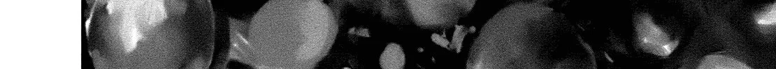 Read Wombs chapter 23 image 43 on Lezhin